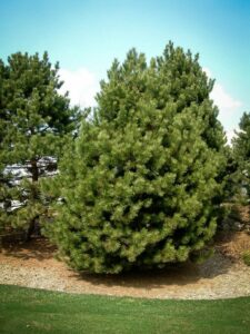 Сосна Чёрная (Pinus Nigra) купить по цене от 270.00р. в интернет-магазине «Посадика» с доставкой почтой в в Краснотурьинске и по всей России – [изображение №1].