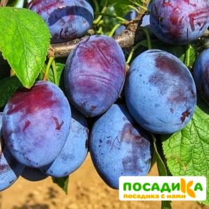 Слива Чачакская ранняя купить по цене от 229.00р. в интернет-магазине «Посадика» с доставкой почтой в в Краснотурьинске и по всей России – [изображение №1].