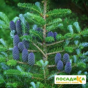 Пихта корейская (Abies koreana) купить по цене от 450.00р. в интернет-магазине «Посадика» с доставкой почтой в в Краснотурьинске и по всей России – [изображение №1].