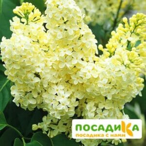 Сирень Примроуз (Primrose) купить по цене от 529.00р. в интернет-магазине «Посадика» с доставкой почтой в в Краснотурьинске и по всей России – [изображение №1].