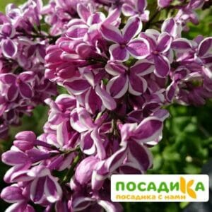 Сирень Сенсация купить по цене от 529.00р. в интернет-магазине «Посадика» с доставкой почтой в в Краснотурьинске и по всей России – [изображение №1].