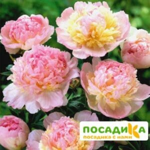 Пион Распберри Сандей (Paeonia Raspberry Sundae) купить по цене от 959р. в интернет-магазине «Посадика» с доставкой почтой в в Краснотурьинске и по всей России – [изображение №1].