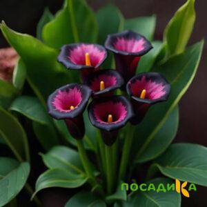 Калла Аура Лейс купить по цене от 400р. в интернет-магазине «Посадика» с доставкой почтой в в Краснотурьинске и по всей России – [изображение №1].
