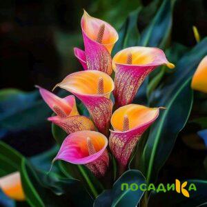 Калла Оникс купить по цене от 450р. в интернет-магазине «Посадика» с доставкой почтой в в Краснотурьинске и по всей России – [изображение №1].