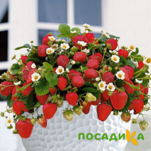 Клубника Рубиновый Шепот (горшечная) купить по цене от 240р. в интернет-магазине «Посадика» с доставкой почтой в в Краснотурьинске и по всей России – [изображение №1].