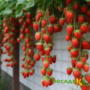 Клубника вьющаяся Комплимент купить по цене от 470р. в интернет-магазине «Посадика» с доставкой почтой в в Краснотурьинске и по всей России – [изображение №1].