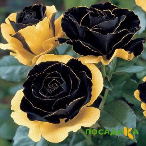 Роза Ханни Сикл купить по цене от 700р. в интернет-магазине «Посадика» с доставкой почтой в в Краснотурьинске и по всей России – [изображение №1].