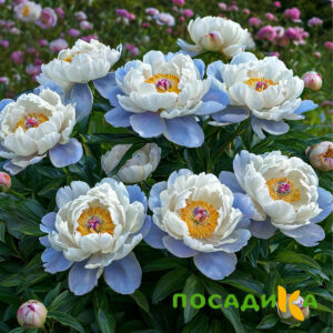 Пион акварельный Этюд купить по цене от 806р. в интернет-магазине «Посадика» с доставкой почтой в в Краснотурьинске и по всей России – [изображение №1].