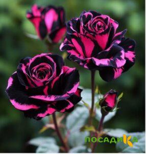 Роза Багровый Шепот купить по цене от 366р. в интернет-магазине «Посадика» с доставкой почтой в в Краснотурьинске и по всей России – [изображение №1].