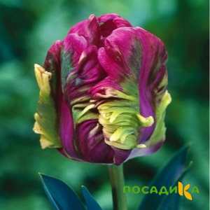 Тюльпан Экзотик Хэвен купить по цене от 186р. в интернет-магазине «Посадика» с доставкой почтой в в Краснотурьинске и по всей России – [изображение №1].