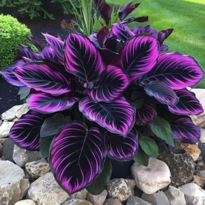 Хоста Люминоза купить по цене от 450р. в интернет-магазине «Посадика» с доставкой почтой в в Краснотурьинске и по всей России – [изображение №1].