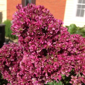 Флокс Филингс купить по цене от 329р. в интернет-магазине «Посадика» с доставкой почтой в в Краснотурьинске и по всей России – [изображение №1].