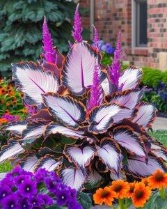 Хоста Кримэн Дрим купить по цене от 549р. в интернет-магазине «Посадика» с доставкой почтой в в Краснотурьинске и по всей России – [изображение №1].