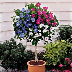 Гибискус-Дерево Триколор купить по цене от 289р. в интернет-магазине «Посадика» с доставкой почтой в в Краснотурьинске и по всей России – [изображение №1].