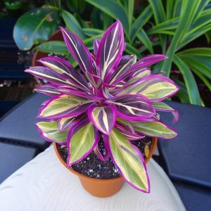 Хоста Сильвер Стик купить по цене от 650р. в интернет-магазине «Посадика» с доставкой почтой в в Краснотурьинске и по всей России – [изображение №1].