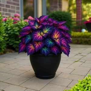 Хоста Фрости Блю купить по цене от 389р. в интернет-магазине «Посадика» с доставкой почтой в в Краснотурьинске и по всей России – [изображение №1].