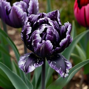 Тюльпан Индиго купить по цене от 600р. в интернет-магазине «Посадика» с доставкой почтой в в Краснотурьинске и по всей России – [изображение №1].