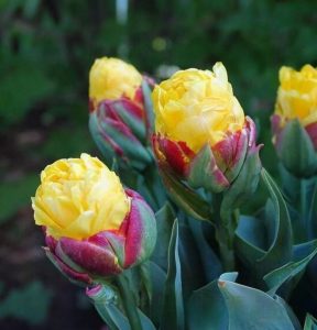 Тюльпан Айс Крим Банана купить по цене от 360р. в интернет-магазине «Посадика» с доставкой почтой в в Краснотурьинске и по всей России – [изображение №1].