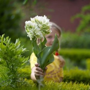 Тюльпан Супер Пэррот купить по цене от 360р. в интернет-магазине «Посадика» с доставкой почтой в в Краснотурьинске и по всей России – [изображение №1].