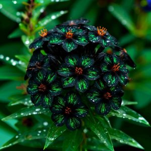 Флокс Ривьера купить по цене от 299р. в интернет-магазине «Посадика» с доставкой почтой в в Краснотурьинске и по всей России – [изображение №1].