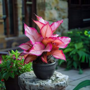 Хоста Розовая Симфония купить по цене от 800р. в интернет-магазине «Посадика» с доставкой почтой в в Краснотурьинске и по всей России – [изображение №1].