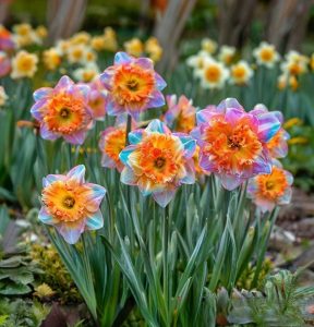 Нарцисс Айвери Дон купить по цене от 3000р. в интернет-магазине «Посадика» с доставкой почтой в в Краснотурьинске и по всей России – [изображение №1].