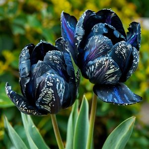 Тюльпан Блю Фог купить по цене от 500р. в интернет-магазине «Посадика» с доставкой почтой в в Краснотурьинске и по всей России – [изображение №1].