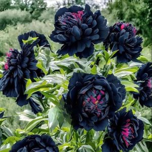 Пион древовидный Сердце Афродиты купить по цене от 600р. в интернет-магазине «Посадика» с доставкой почтой в в Краснотурьинске и по всей России – [изображение №1].