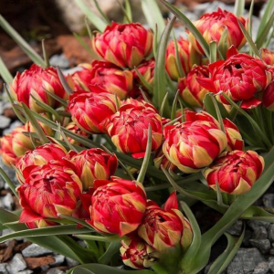 Тюльпан Ап Пинк купить по цене от 390р. в интернет-магазине «Посадика» с доставкой почтой в в Краснотурьинске и по всей России – [изображение №1].