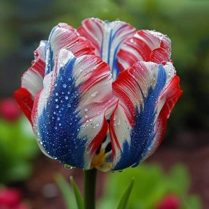 Тюльпан Ремс Сенсейшн купить по цене от 219р. в интернет-магазине «Посадика» с доставкой почтой в в Краснотурьинске и по всей России – [изображение №1].