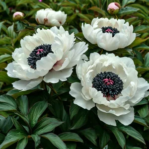 Пион Инк Эн купить по цене от 429р. в интернет-магазине «Посадика» с доставкой почтой в в Краснотурьинске и по всей России – [изображение №1].