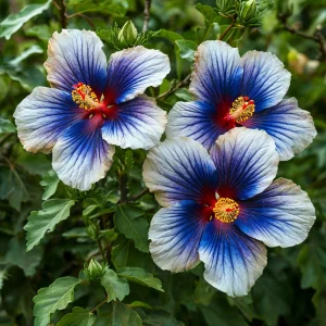 Гибискус Илюжн Вилью купить по цене от 259р. в интернет-магазине «Посадика» с доставкой почтой в в Краснотурьинске и по всей России – [изображение №1].