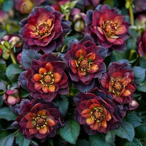 Морозник Сноу Дроп купить по цене от 348р. в интернет-магазине «Посадика» с доставкой почтой в в Краснотурьинске и по всей России – [изображение №1].