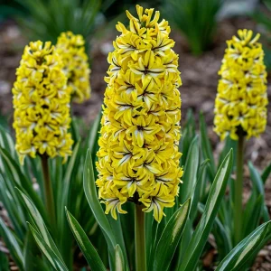 Гиацинт Сансет Голд купить по цене от 2099р. в интернет-магазине «Посадика» с доставкой почтой в в Краснотурьинске и по всей России – [изображение №1].