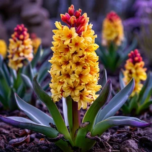 Гиацинт Миднайт Мистери купить по цене от 2099р. в интернет-магазине «Посадика» с доставкой почтой в в Краснотурьинске и по всей России – [изображение №1].