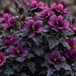 Гибискус Корал Чарм купить по цене от 271р. в интернет-магазине «Посадика» с доставкой почтой в в Краснотурьинске и по всей России – [изображение №1].