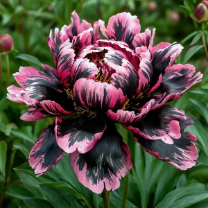 Пион Дроп Руби купить по цене от 469р. в интернет-магазине «Посадика» с доставкой почтой в в Краснотурьинске и по всей России – [изображение №1].