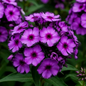 Флокс Клауд Шарм купить по цене от 299р. в интернет-магазине «Посадика» с доставкой почтой в в Краснотурьинске и по всей России – [изображение №1].