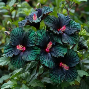 Гибискус Пикок Плюм купить по цене от 490р. в интернет-магазине «Посадика» с доставкой почтой в в Краснотурьинске и по всей России – [изображение №1].