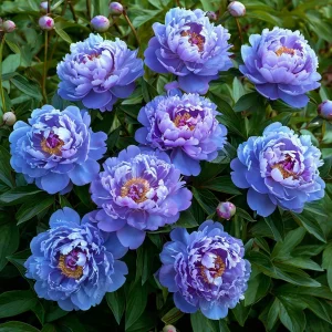 Пион Голубой лотос купить по цене от 590р. в интернет-магазине «Посадика» с доставкой почтой в в Краснотурьинске и по всей России – [изображение №1].