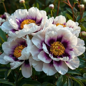 Пион Эко Саммер купить по цене от 548р. в интернет-магазине «Посадика» с доставкой почтой в в Краснотурьинске и по всей России – [изображение №1].