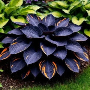 Хоста Умбра купить по цене от 349р. в интернет-магазине «Посадика» с доставкой почтой в в Краснотурьинске и по всей России – [изображение №1].