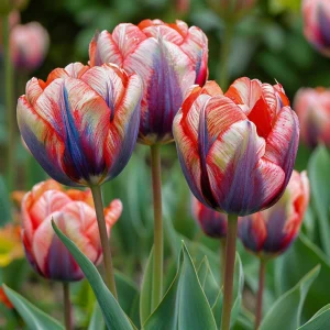 Тюльпан Эбисан Грэйс купить по цене от 217р. в интернет-магазине «Посадика» с доставкой почтой в в Краснотурьинске и по всей России – [изображение №1].