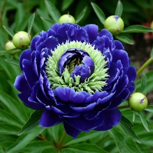 Пион Дримвивер купить по цене от 417р. в интернет-магазине «Посадика» с доставкой почтой в в Краснотурьинске и по всей России – [изображение №1].