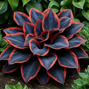 Хоста Солнечный Агат купить по цене от 440р. в интернет-магазине «Посадика» с доставкой почтой в в Краснотурьинске и по всей России – [изображение №1].