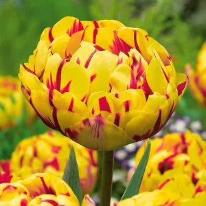 Тюльпан махровый Голден Ницц купить по цене от 361р. в интернет-магазине «Посадика» с доставкой почтой в в Краснотурьинске и по всей России – [изображение №1].