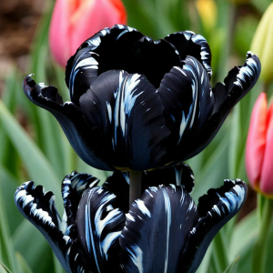 Тюльпан Шелк Нуар купить по цене от 219р. в интернет-магазине «Посадика» с доставкой почтой в в Краснотурьинске и по всей России – [изображение №1].