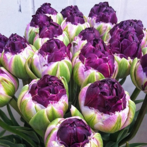 Тюльпан Анаконда купить по цене от 450р. в интернет-магазине «Посадика» с доставкой почтой в в Краснотурьинске и по всей России – [изображение №1].