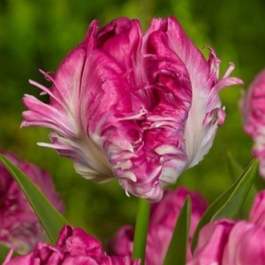 Тюльпан махровый Кул Кристал купить по цене от 400р. в интернет-магазине «Посадика» с доставкой почтой в в Краснотурьинске и по всей России – [изображение №1].