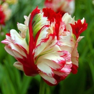 Тюльпан Эстелла Рижнвельд купить по цене от 500р. в интернет-магазине «Посадика» с доставкой почтой в в Краснотурьинске и по всей России – [изображение №1].